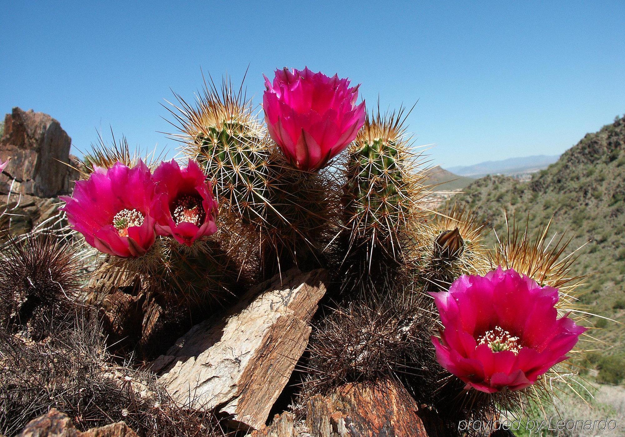 Hampton Inn Phoenix - Biltmore Bagian luar foto